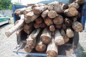 کشف چوب بلوط قاچاق در جنوب استان