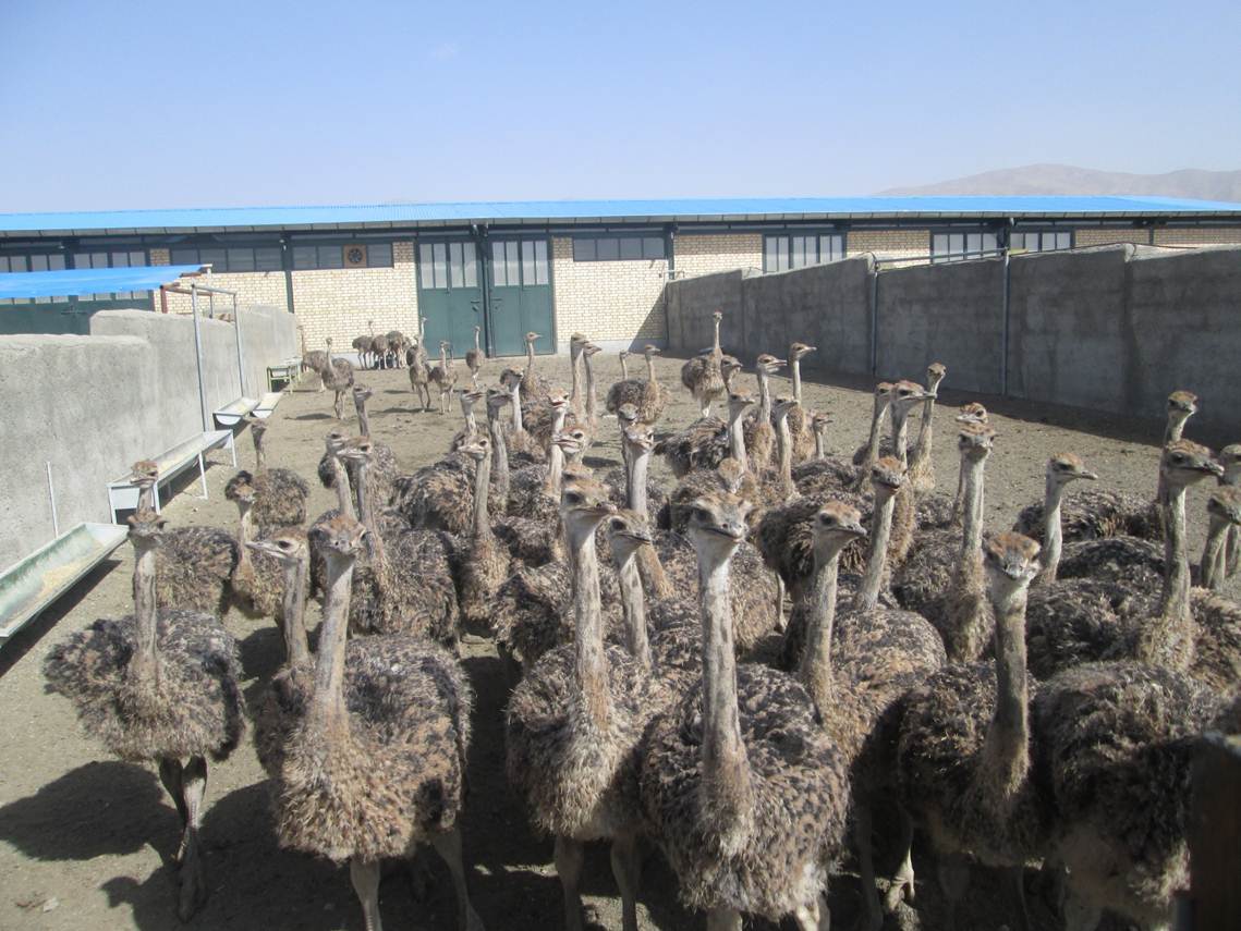 پرورش  بیش از 6000 قطعه شتر مرغ  در نیشابور