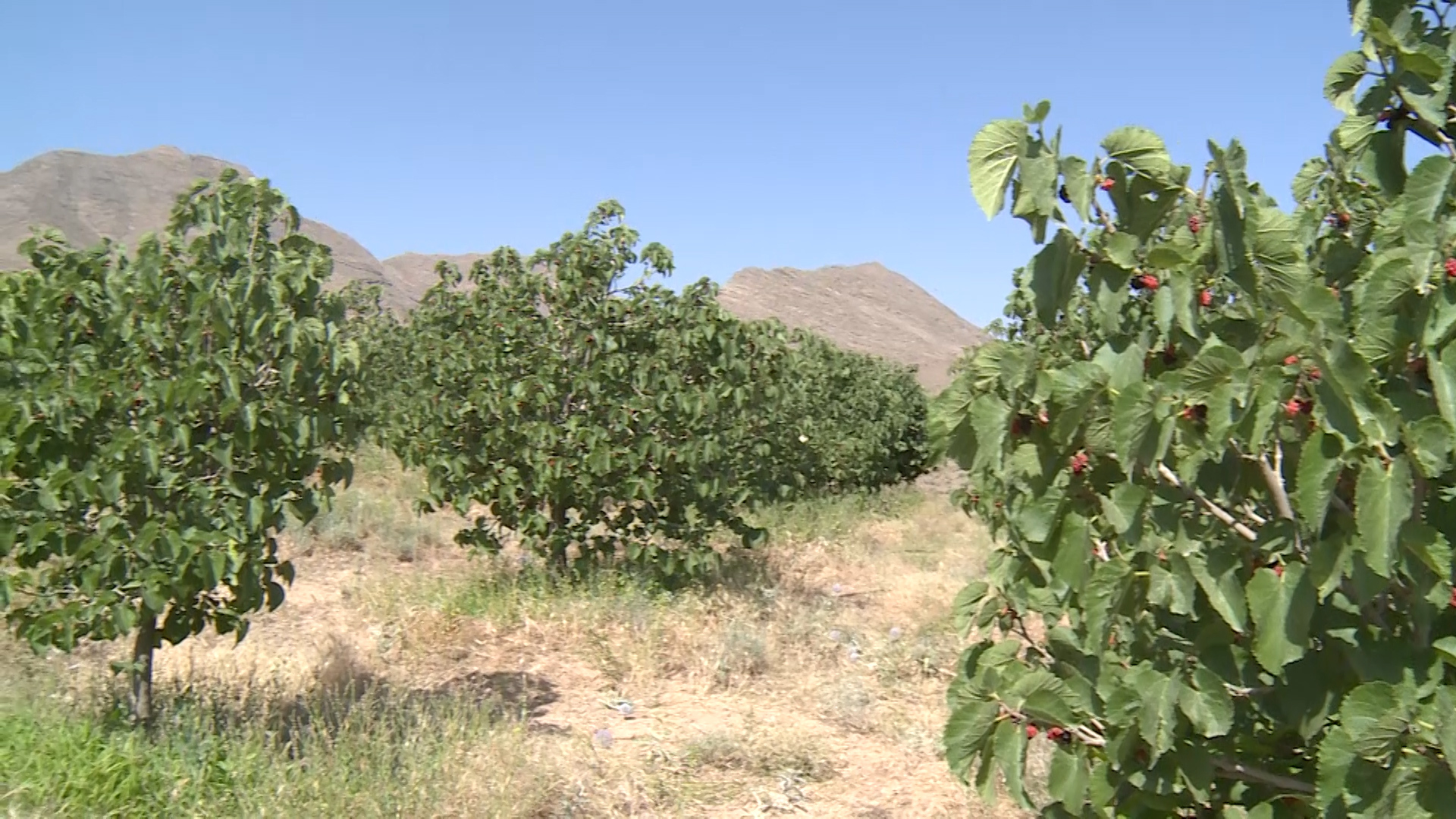 طعم ترش شاتوت در نگین سبز ِکوهستان ِکاشان