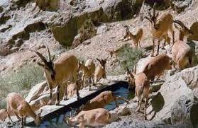 توزیع 120 هزار لیتر آب در آبشخورهای حیات وحش استان