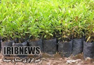 تولید 80 هزار اصله نهال در نهالستان مهاباد