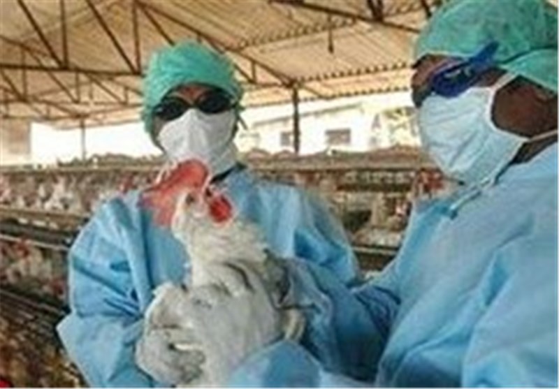 افزایش کانون های آلوده به ویروس آنفلوانزای فوق حاد پرندگان در اصفهان