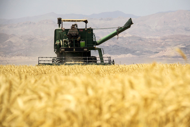 ۳۹۰ هزار تن گندم از کشاورزان کرمانشاه خریداری شد