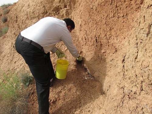 کاهش چشمگیر روند بیماری سالک در شهرستان سروستان