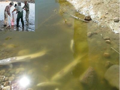 نجات ۲ هزار قطعه ماهی از  رودخانه قره آقاج