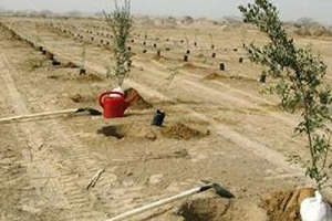 کاشت نهال در اراضی بیابانی استان