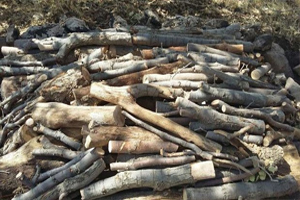 کشف بیش از 850کیلو گرم چوب بلوط