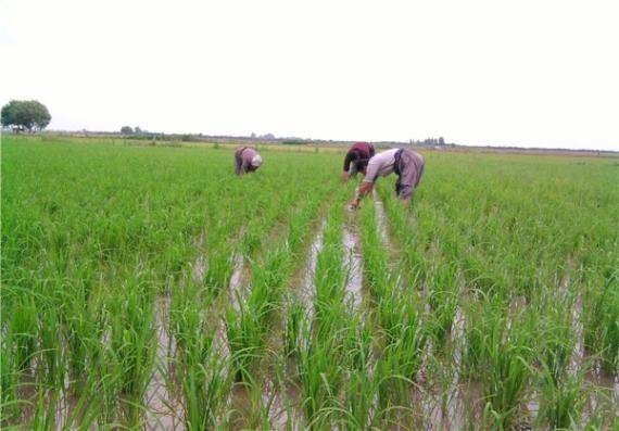 محدودیت کشت برنج در 14 استان کشور