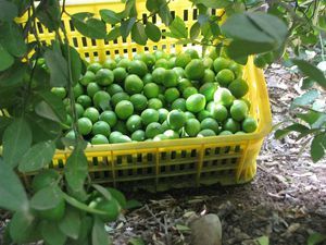 برداشت لیموی پرشین لایم در شهرستان جهرم