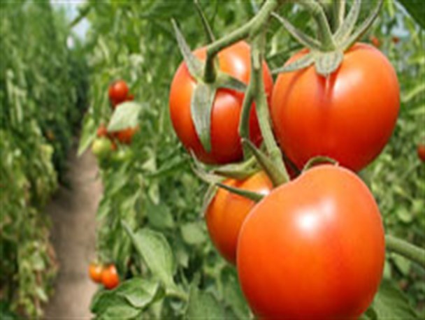 مبارزه بیولوژیک در 1500 هکتار از اراضی زیرکشت گوجه فرنگی
