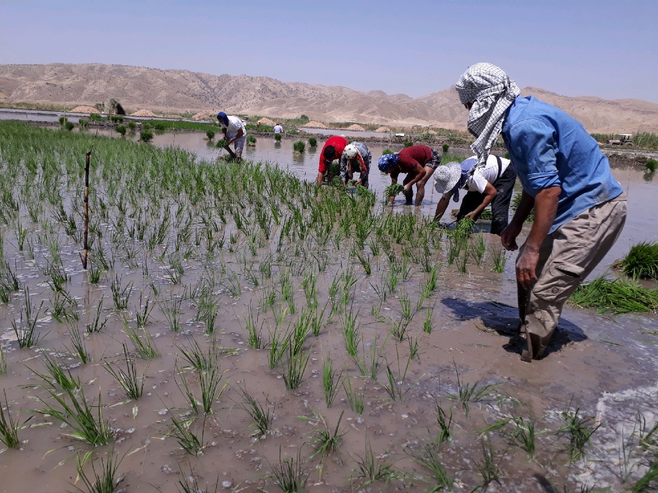 نشا برنج در ۳۵۰ هکتار در شهرستان چرام