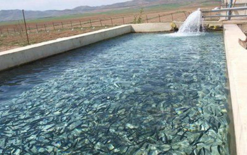 تولید 7 تن ماهی قزل آلا در تایباد
