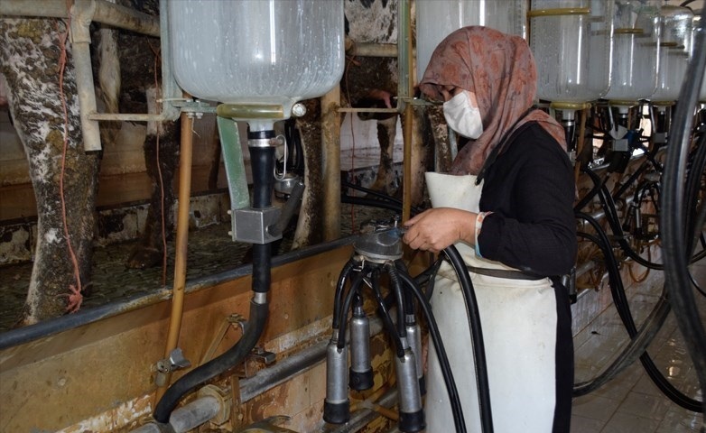 خرید حمایتی شیر در فارس