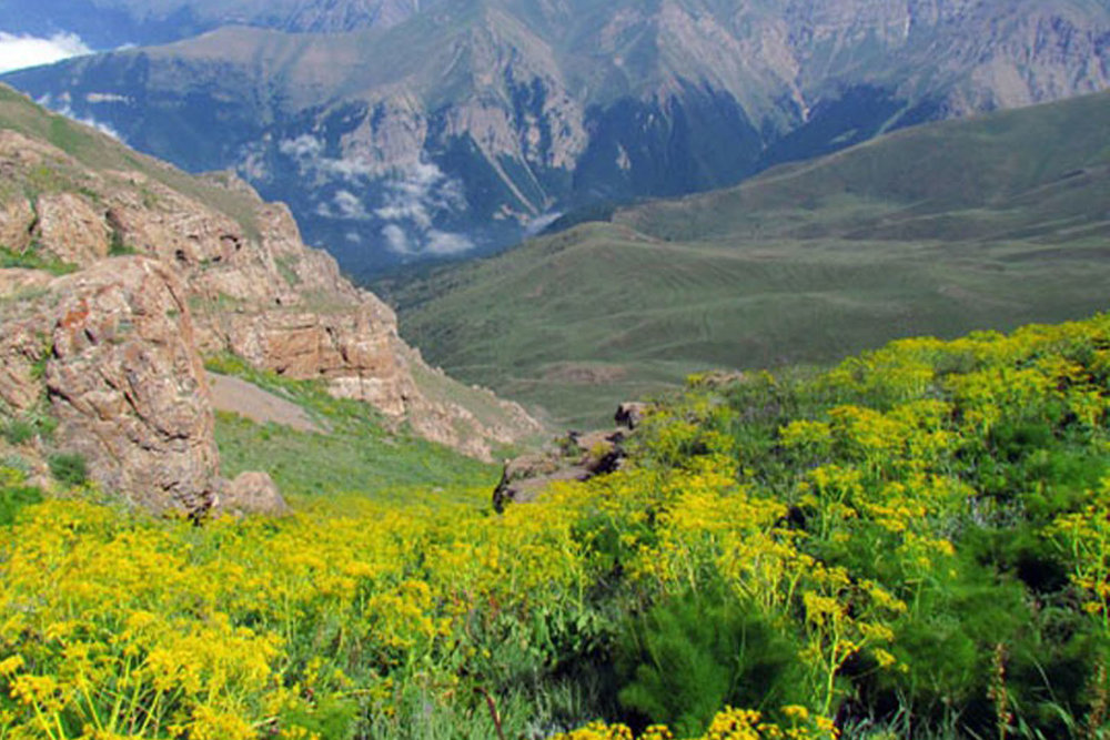 غنی سازی مراتع کردستان با گیاهان دارویی