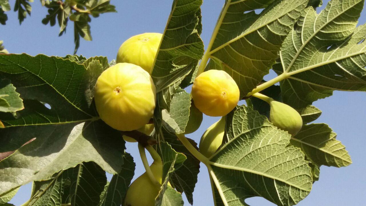 آغاز برداشت محصول انجیر از قطب تولید انجیر در خراسان رضوی