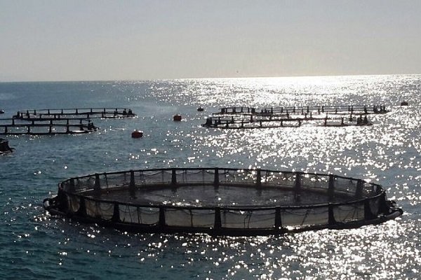 تولید 200 هزار تن پرورش ماهی در دریا
