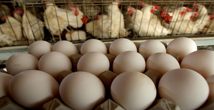 تولید روزانه بیش از یک تن تخم مرغ در تایباد