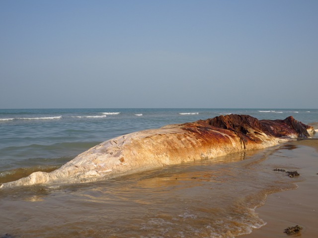 لاشه یک نهنگ در پارک ملی دیر- نخیلو