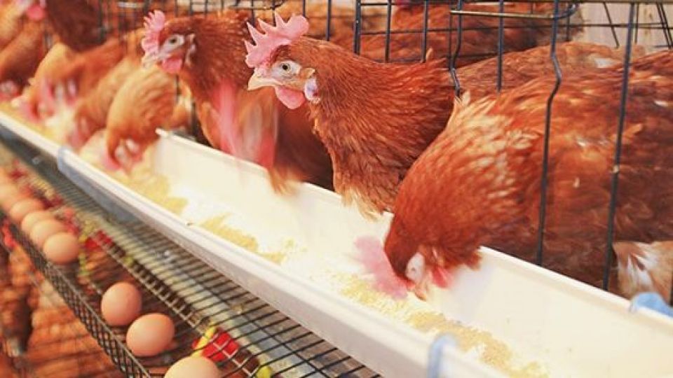 افزایش سن مرغ های تخم گذار، عامل کاهش تولید