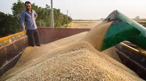 خرید ۲۱۸ هزار تن گندم از کشاورزان استان قزوین