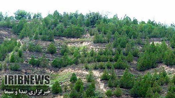 شناسایی 2هزارو500هکتار زمین مستعد جنگل کاری در زنجان