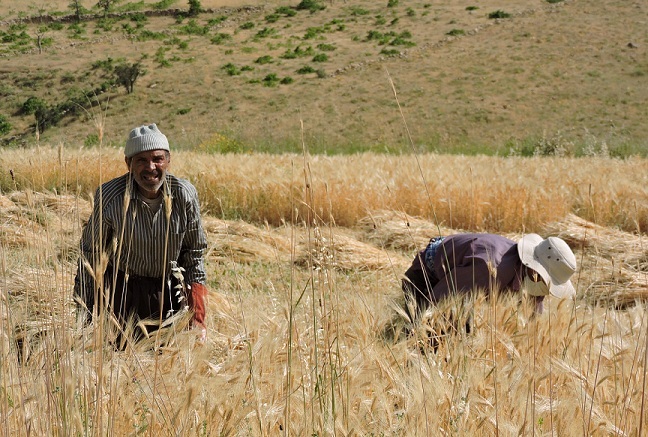 خرید گندم تضمینی از کشاورزان