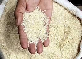 آغاز خرید توافقی برنج در گیلان از چند روز دیگر