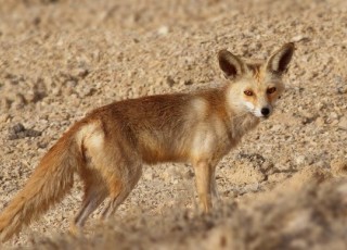 رها سازی یک قلاده روباه در پارک ملی بمو
