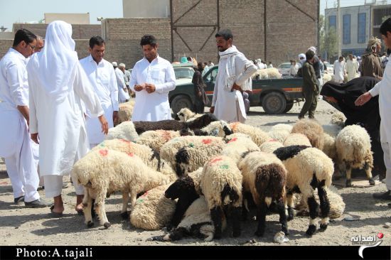 قاچاق گسترده دام زنده از مرزهای غربی تا جنوبی کشور