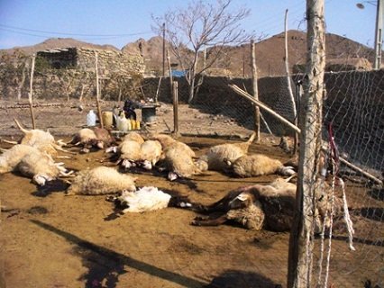 تلف شدن ۲۰۰  راس گوسفند در سرچهان