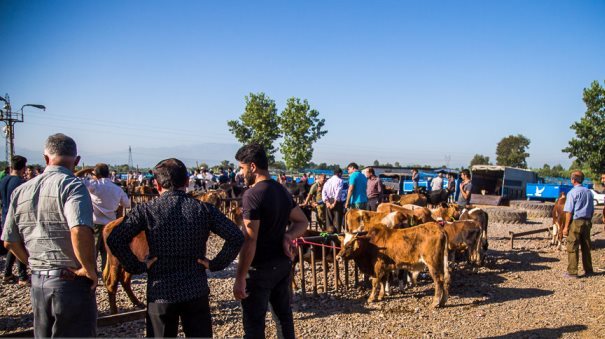 رونق در بزرگترین بازار دام شمال ایران