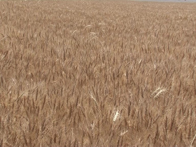 خرید 10 هزار تن گندم از کشاورزان خراسان جنوبی