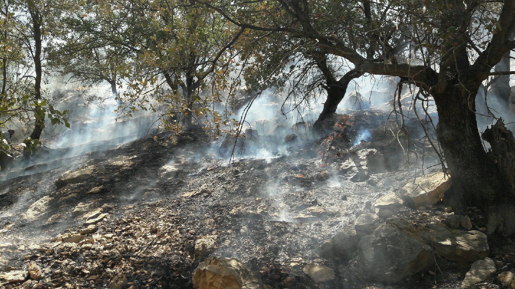 آتش سوزی مراتع و جنگلهای کوه گِلی جاورده