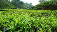 ممنوعیت صادرات چای نیازمند تجدیدنظر است