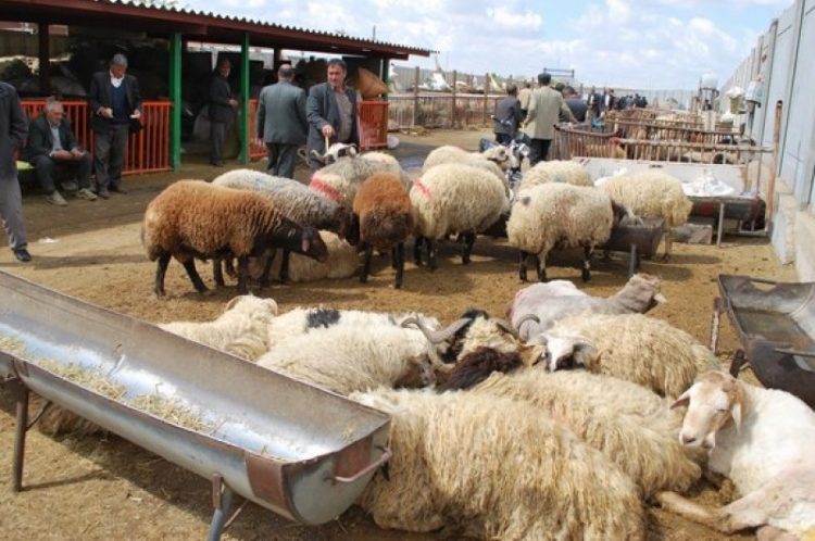 خرمشهر پایلوت تولید گوشت کشور