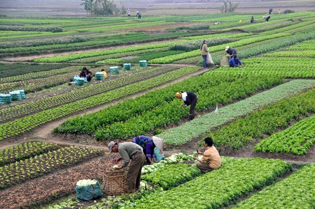 ۶۳ طرح کشاورزی در هفته دولت به بهره برداری می‌رسد