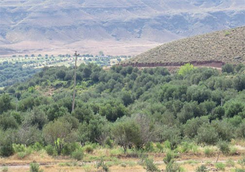 اصلاح ۳۰ هزار اصله درخت زیتون در قزوین