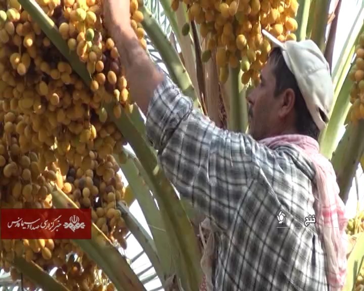 آغاز برداشت خارک و رطب در خنج