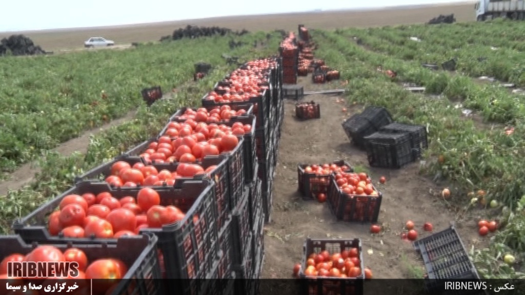 برداشت گوجه فرنگی از مزارع شهرستان بیله سوار