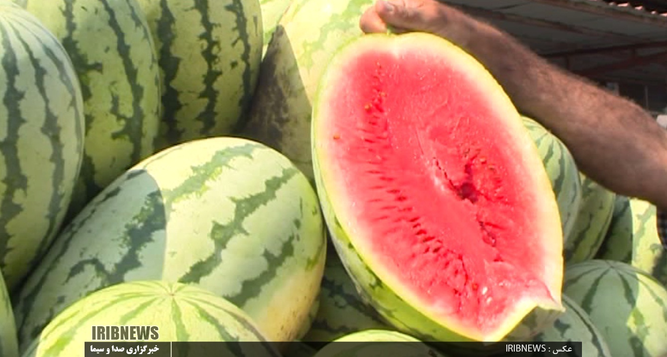 چاف، قطب تولید میوه تابستانی  ِجگر جلاده