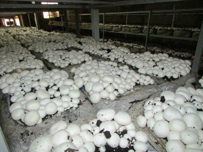 پرداخت تسهیلات برای تولید قارچ