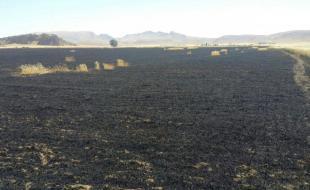 خسارت یک میلیارد و ۴۰۰ میلیون ریالی آتش سوزی به مزارع سنقر وکلیایی