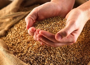 خرید بیش از 15 هزار تن گندم از کشاورزان گلوگاهی