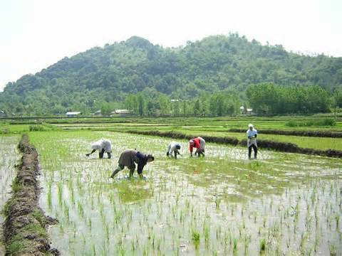 حمایت وزارت جهاد کشاورزی از کشت برنج در استان های مازندران و گیلان