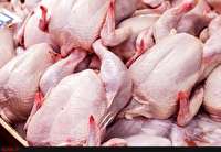 کاهش قیمت مرغ با افزایش تقاضا برای مرغ متوسط
