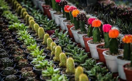 محلات ، دومین تولید کننده گل و گیاه در کشور