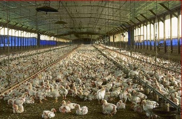 قزوین قطب تولید گوشت مرغ و تخم مرغ در کشور، نیازمند حمایت بیشتر
