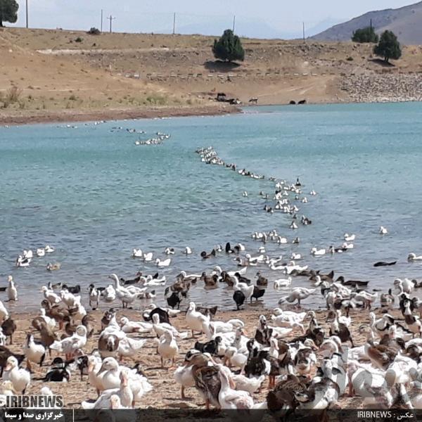 پرورش اردک در سد نساز خلخال