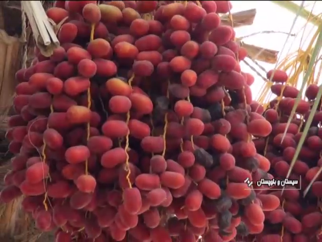 برداشت 33 هزار تن خرما در ایرانشهر