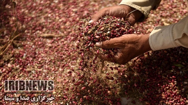 آغاز برداشت لوبیا در شهرستان خرمدره